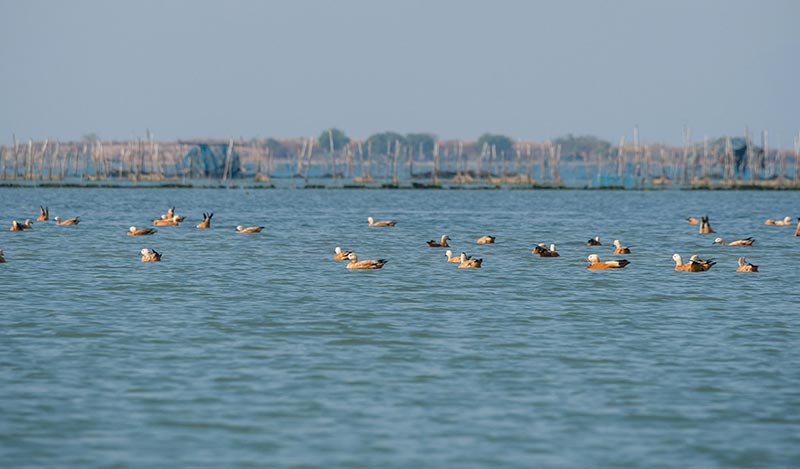 Chilika  A Paradise For Bird Watchers