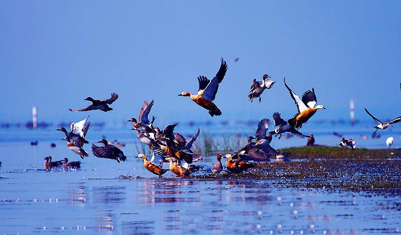 Chilika  A Paradise for bird watchers