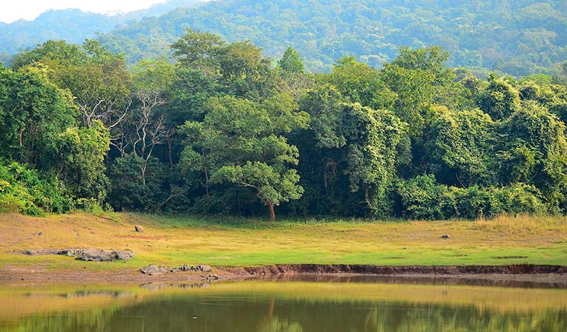 Dalma Wildlife Sanctuary A Place To Be Near Elephants