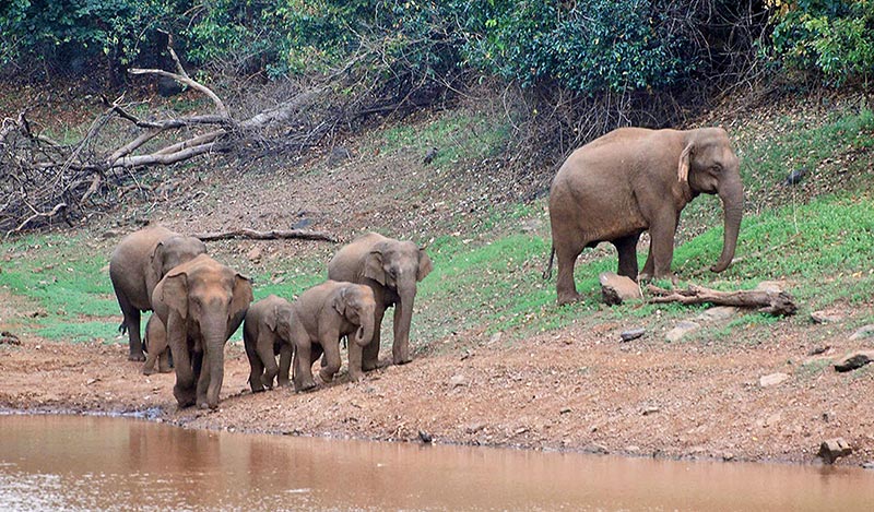 Dalma Wildlife Sanctuary A Place To Be Near Elephants