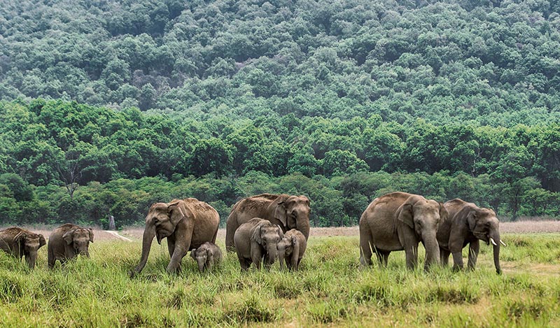 Jim Corbett National Park  First National Park Of India