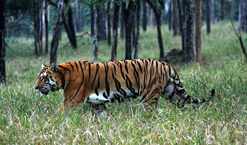 Simplipal National Park A Land Of Animals