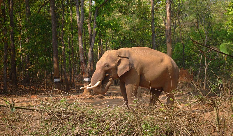 Simplipal National Park A Land Of Animals