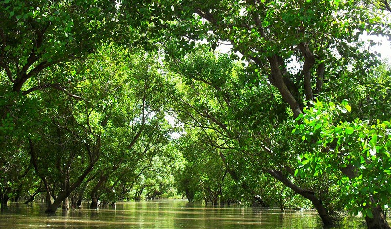 Sunderban  Home Of Royal Bengal Tiger