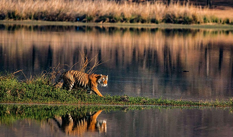 Home - Bengal Tiger