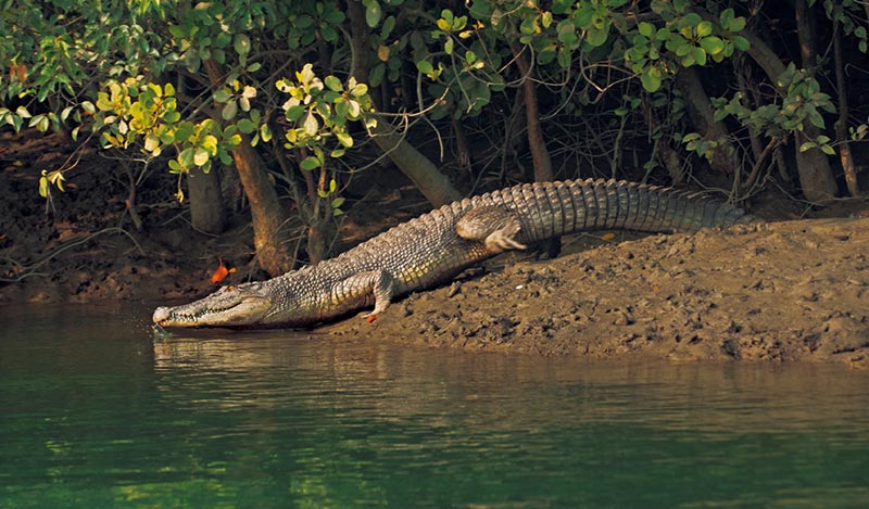 Sunderban  Home Of Royal Bengal Tiger